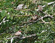 Picture/image of Common Waxbill