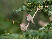 Picture/image of Common Waxbill