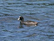 Picture/image of Hawaiian Coot