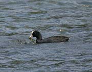 Picture/image of Hawaiian Coot