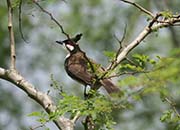 Picture/image of Red-whiskered Bulbul