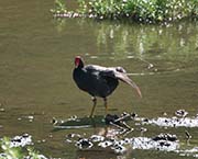 Picture/image of Hawaiian Moorhen
