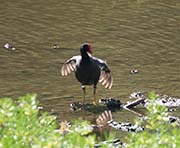 Picture/image of Hawaiian Moorhen