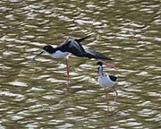Picture/image of Hawaiian Stilt