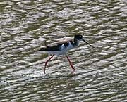Picture/image of Hawaiian Stilt