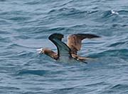 Picture/image of Brown Booby