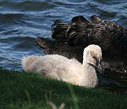 Picture/image of Black Swan