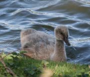 Picture/image of Black Swan