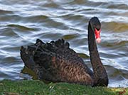 Picture/image of Black Swan