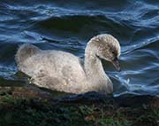 Picture/image of Black Swan