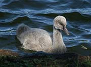 Picture/image of Black Swan