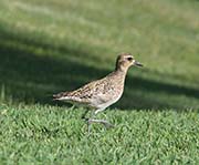 Picture/image of Pacific Golden Plover
