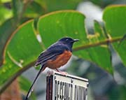 Picture/image of White-rumped Shama