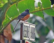 Picture/image of White-rumped Shama