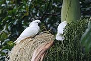 Picture/image of White Cockatoo