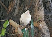 Picture/image of White Pigeon