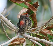 Picture/image of House Finch