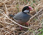 Picture/image of Java Sparrow