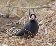 Picture/image of Java Sparrow