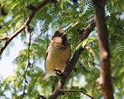 Picture/image of House Sparrow