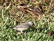 Picture/image of Java Sparrow