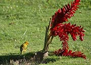 Picture/image of Saffron Finch