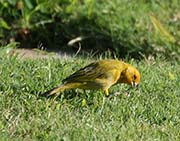 Picture/image of Saffron Finch