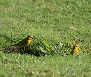 Picture/image of Saffron Finch