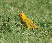 Saffron Finch
