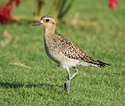 Picture/image of Pacific Golden Plover