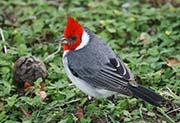 Picture/image of Red-crested Cardinal