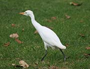 Picture/image of Cattle Egret