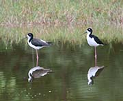 Picture/image of Hawaiian Stilt
