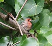 Picture/image of House Finch