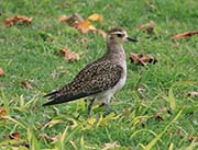 Picture/image of Pacific Golden Plover