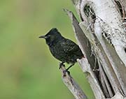 Picture/image of Red-vented Bulbul