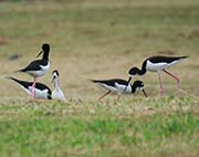 Picture/image of Hawaiian Stilt