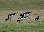 Picture/image of Hawaiian Stilt