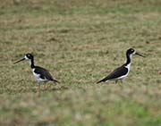 Picture/image of Hawaiian Stilt