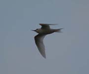 Picture/image of White Tern