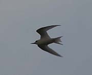 Picture/image of White Tern