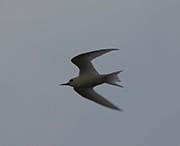 Picture/image of White Tern