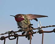 Picture/image of Anna's Hummingbird