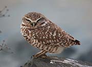 Picture/image of Burrowing Owl