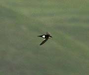 Picture/image of White-throated Swift