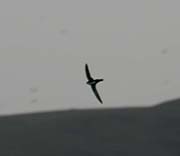 Picture/image of White-throated Swift