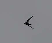 Picture/image of White-throated Swift