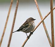 Picture/image of Yellow-rumped Myrtle Warbler
