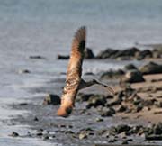Picture/image of Long-billed Curlew