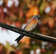 Picture/image of Western Bluebird